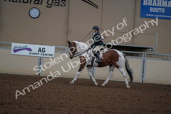 2019 Morgan Horse Show - Aug 30, 2019 - 14908