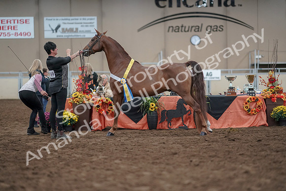 2019 Morgan Horse Show - Aug 31, 2019 - 03837