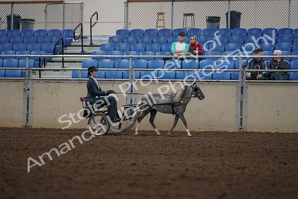 2019 Morgan Horse Show - Aug 31, 2019 - 04410
