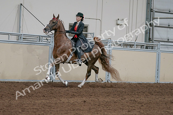 2020 - AB Morgan Horse - Fri, Sept 04 - 09721