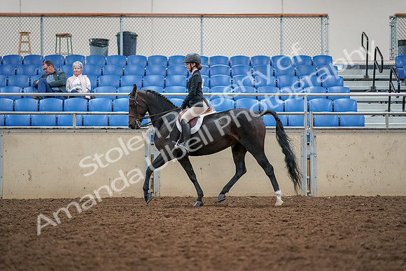 2019 Morgan Horse Show - Aug 30, 2019 - 23190