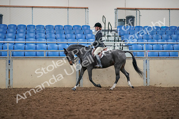 2019 Morgan Horse Show - Aug 30, 2019 - 23112