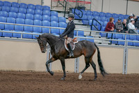 2020 - AB Morgan Horse - Sun, Sept 06 - 00894