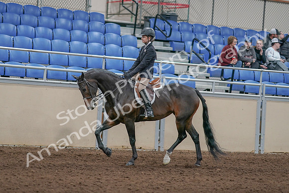 2020 - AB Morgan Horse - Sun, Sept 06 - 00894