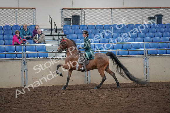 2019 Morgan Horse Show - Aug 30, 2019 - 28043