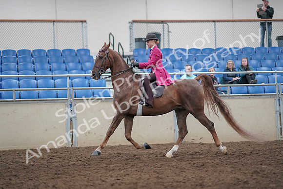 2019 Morgan Horse Show - Aug 31, 2019 - 08760