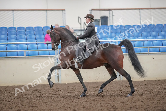2019 Morgan Horse Show - Aug 30, 2019 - 27869