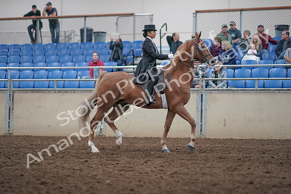 2019 Morgan Horse Show - Aug 31, 2019 - 20724