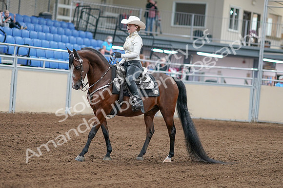 2020 - AB Morgan Horse - Fri, Sept 04 - 08247