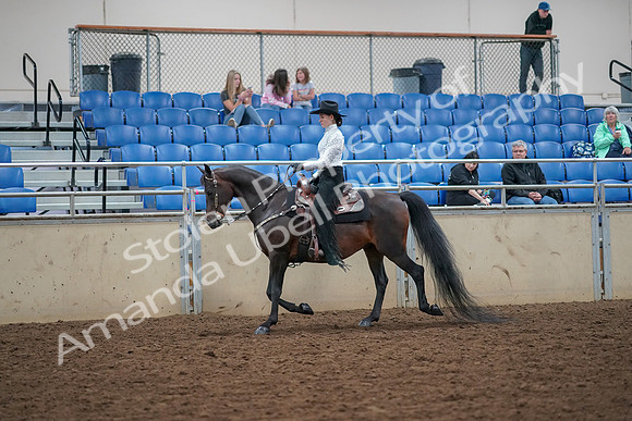 2019 Morgan Horse Show - Aug 30, 2019 - 16763