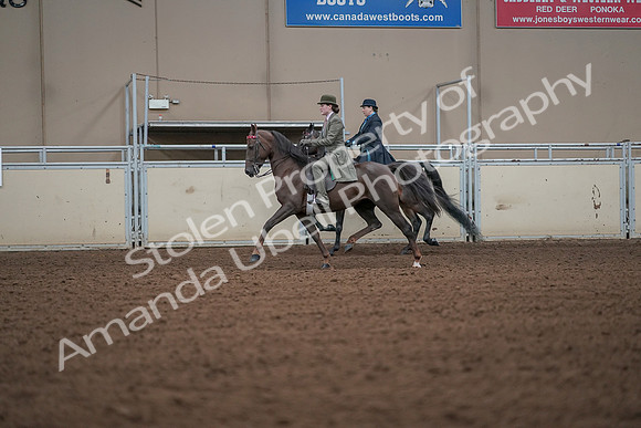 2019 Morgan Horse Show - Aug 30, 2019 - 15477
