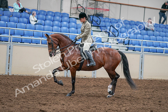 2020 - AB Morgan Horse - Sat, Sept 05 - 14373