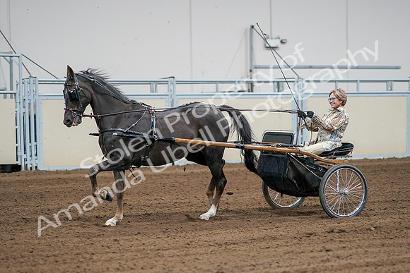 2020 - AB Morgan Horse - Sat, Sept 05 - 06012