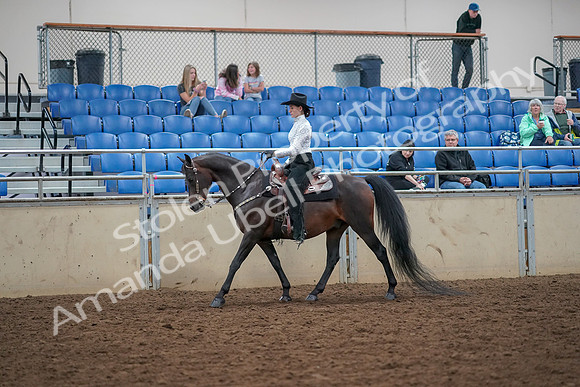 2019 Morgan Horse Show - Aug 30, 2019 - 16760