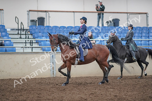 2019 Morgan Horse Show - Aug 31, 2019 - 09369
