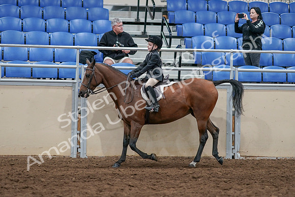 2020 - AB Morgan Horse - Sun, Sept 06 - 07727