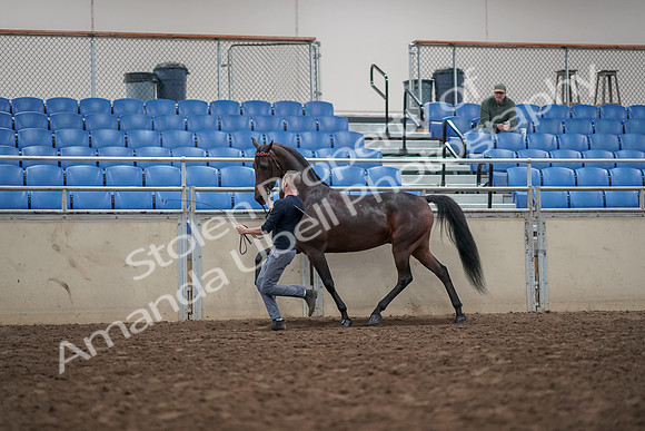 2019 Morgan Horse Show - Aug 31, 2019 - 03645