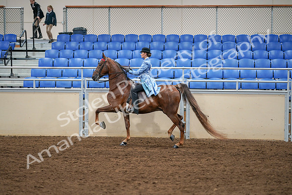 2020 - AB Morgan Horse - Sat, Sept 05 - 03325