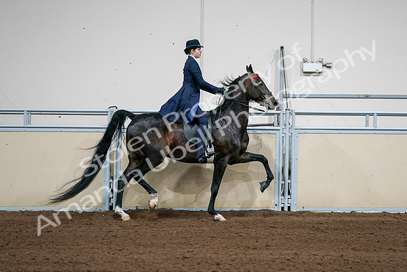 2020 - AB Morgan Horse - Sat, Sept 05 - 06318