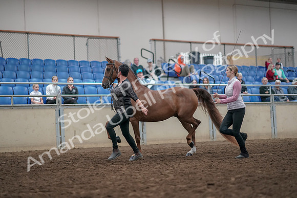 2019 Morgan Horse Show - Aug 31, 2019 - 03619