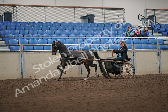 2019 Morgan Horse Show - Aug 31, 2019 - 04299