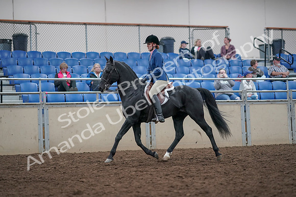 2019 Morgan Horse Show - Aug 31, 2019 - 16599