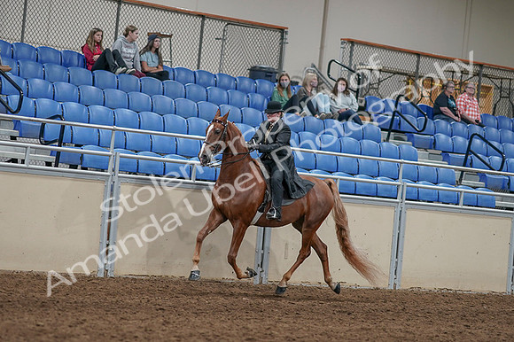 2020 - AB Morgan Horse - Fri, Sept 04 - 11434