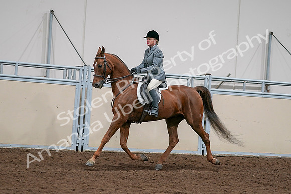 2020 - AB Morgan Horse - Sat, Sept 05 - 03036