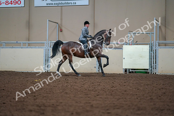 2019 Morgan Horse Show - Aug 30, 2019 - 21021