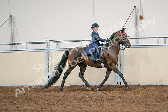 2020 - AB Morgan Horse - Sat, Sept 05 - 04852