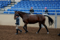 2020 - AB Morgan Horse - Fri, Sept 04 - 00999