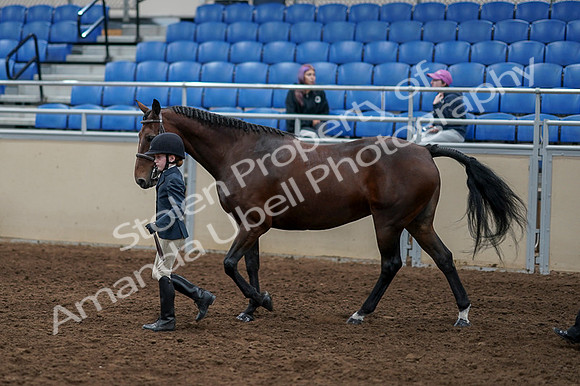 2020 - AB Morgan Horse - Fri, Sept 04 - 00999