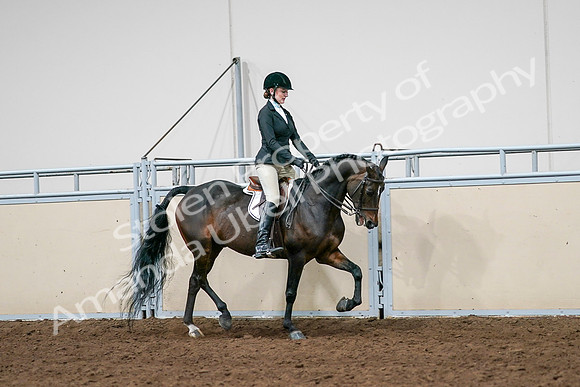 2020 - AB Morgan Horse - Sat, Sept 05 - 14564