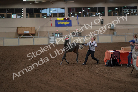 2019 Morgan Horse Show - Aug 30, 2019 - 24906