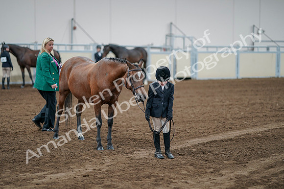 2020 - AB Morgan Horse - Fri, Sept 04 - 00845