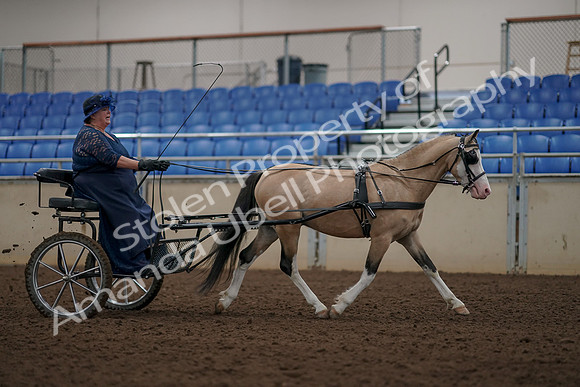 2019 Morgan Horse Show - Aug 31, 2019 - 04483