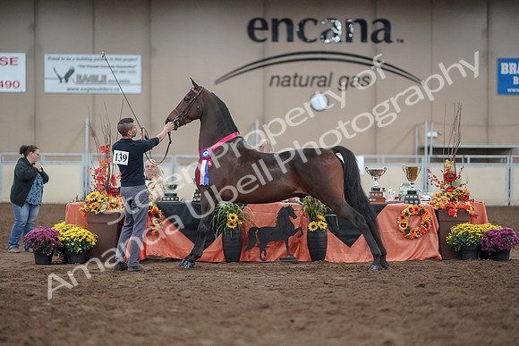 2019 Morgan Horse Show - Aug 31, 2019 - 03821