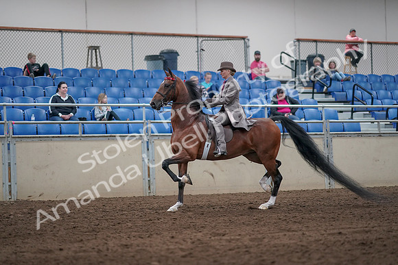 2019 Morgan Horse Show - Sept 01, 2019 - 07377
