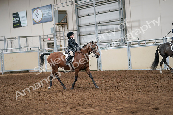2020 - AB Morgan Horse - Sun, Sept 06 - 07989