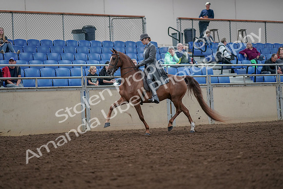 2019 Morgan Horse Show - Aug 30, 2019 - 15446