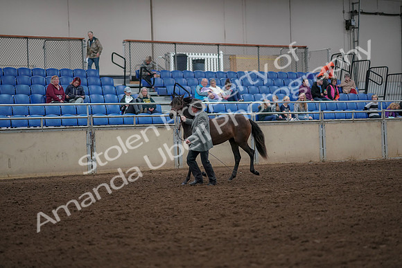 2019 Morgan Horse Show - Aug 30, 2019 - 25683