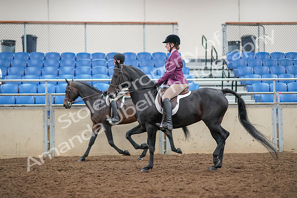 2019 Morgan Horse Show - Aug 30, 2019 - 23346