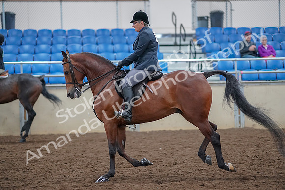 2019 Morgan Horse Show - Aug 30, 2019 - 20578
