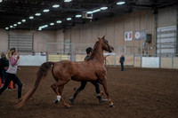 2019 Morgan Horse Show - Aug 31, 2019 - 01042