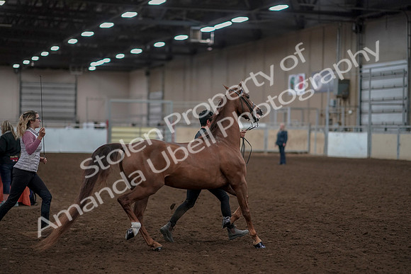 2019 Morgan Horse Show - Aug 31, 2019 - 01042