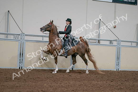 2020 - AB Morgan Horse - Fri, Sept 04 - 09737