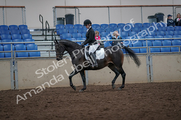 2019 Morgan Horse Show - Aug 31, 2019 - 16594