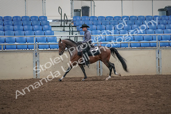 2019 Morgan Horse Show - Aug 31, 2019 - 06100