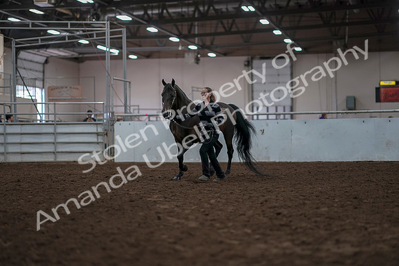 2019 Morgan Horse Show - Aug 31, 2019 - 02932