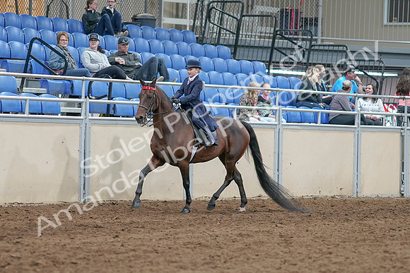 2020 - AB Morgan Horse - Sat, Sept 05 - 04754